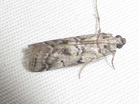 Image of Salebriaria ademptandella