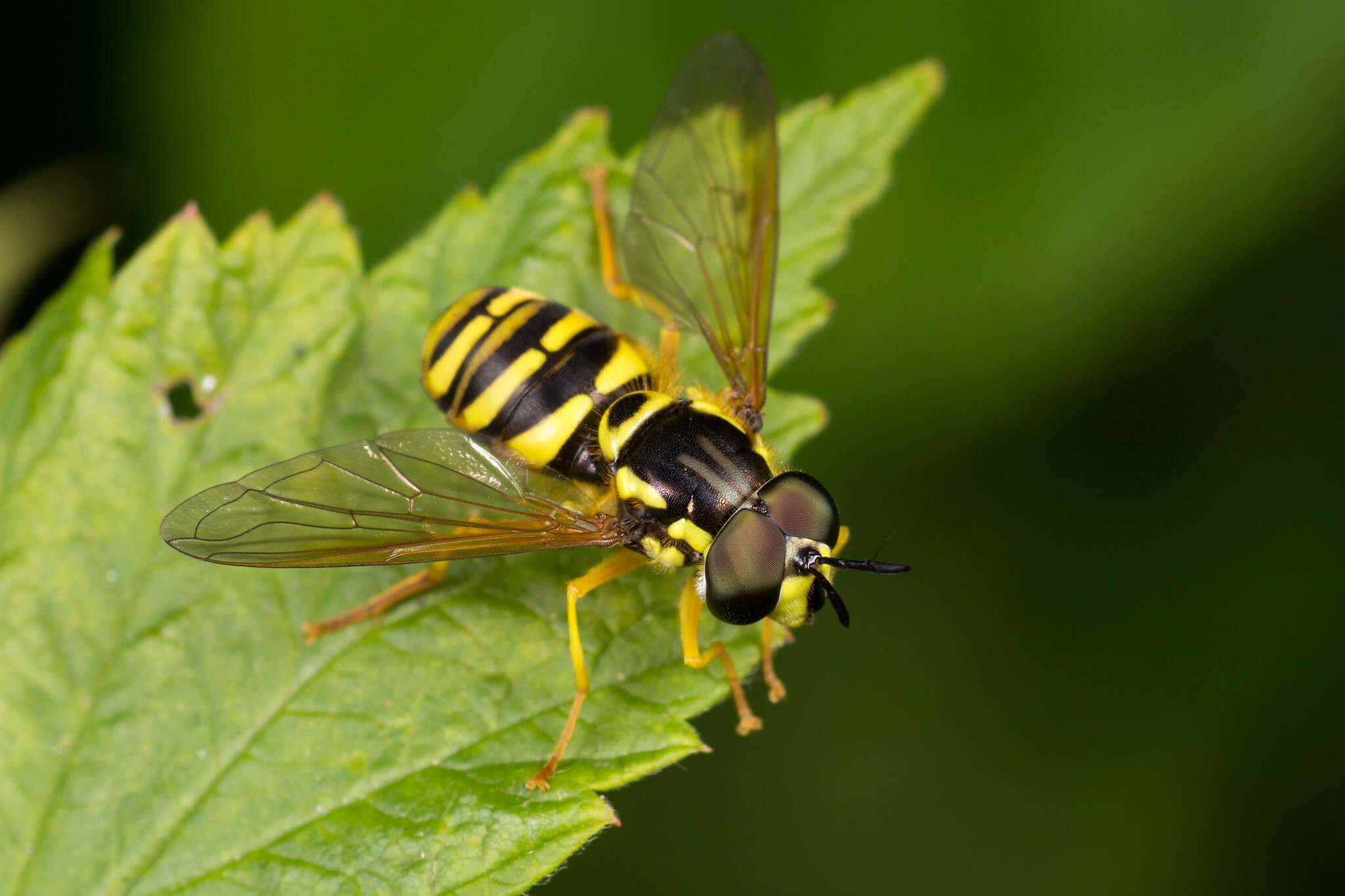 Image de Chrysotoxum verralli Collin 1940