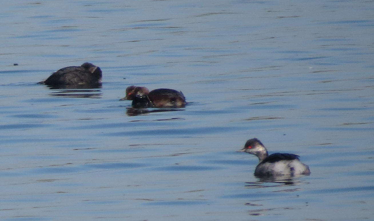 Imagem de Podiceps nigricollis gurneyi (Roberts 1919)