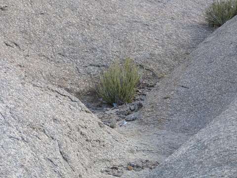 Image of Curio avasimontanus (Dinter) P. V Heath