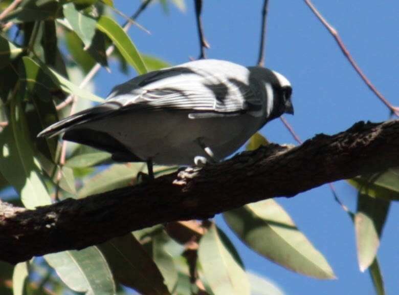 Image of Black-faced Cuckoo-shrike