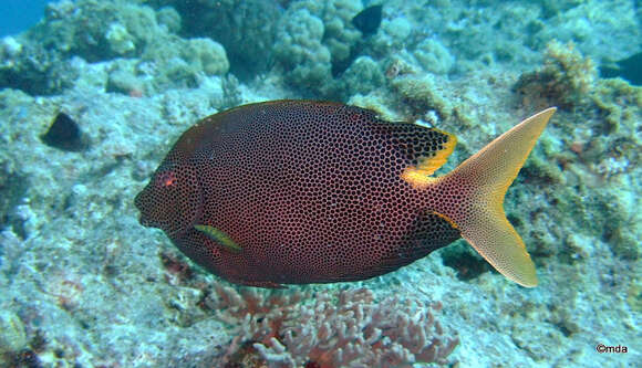 Image of Brown-spotted rabbitfish