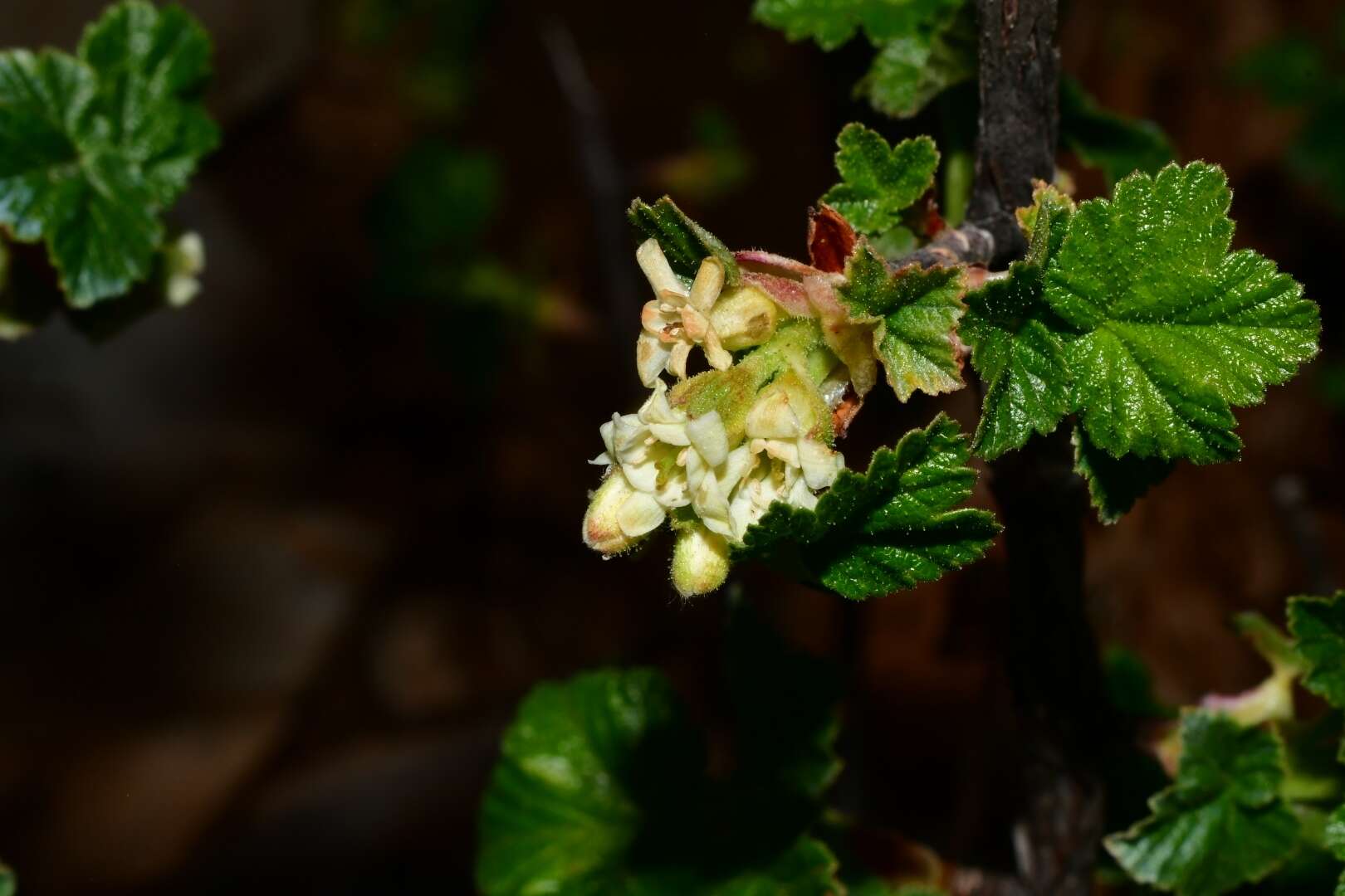 Image of Ribes neglectum Rose