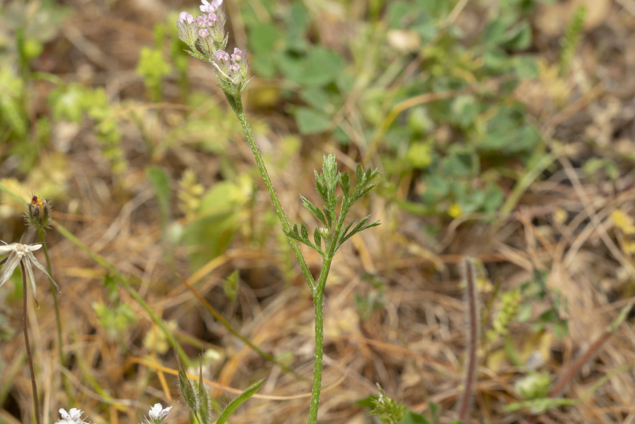 Imagem de Torilis leptophylla (L.) Rchb. fil.