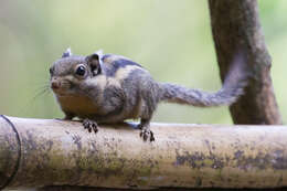 Image of Himalayan Striped Squirrel