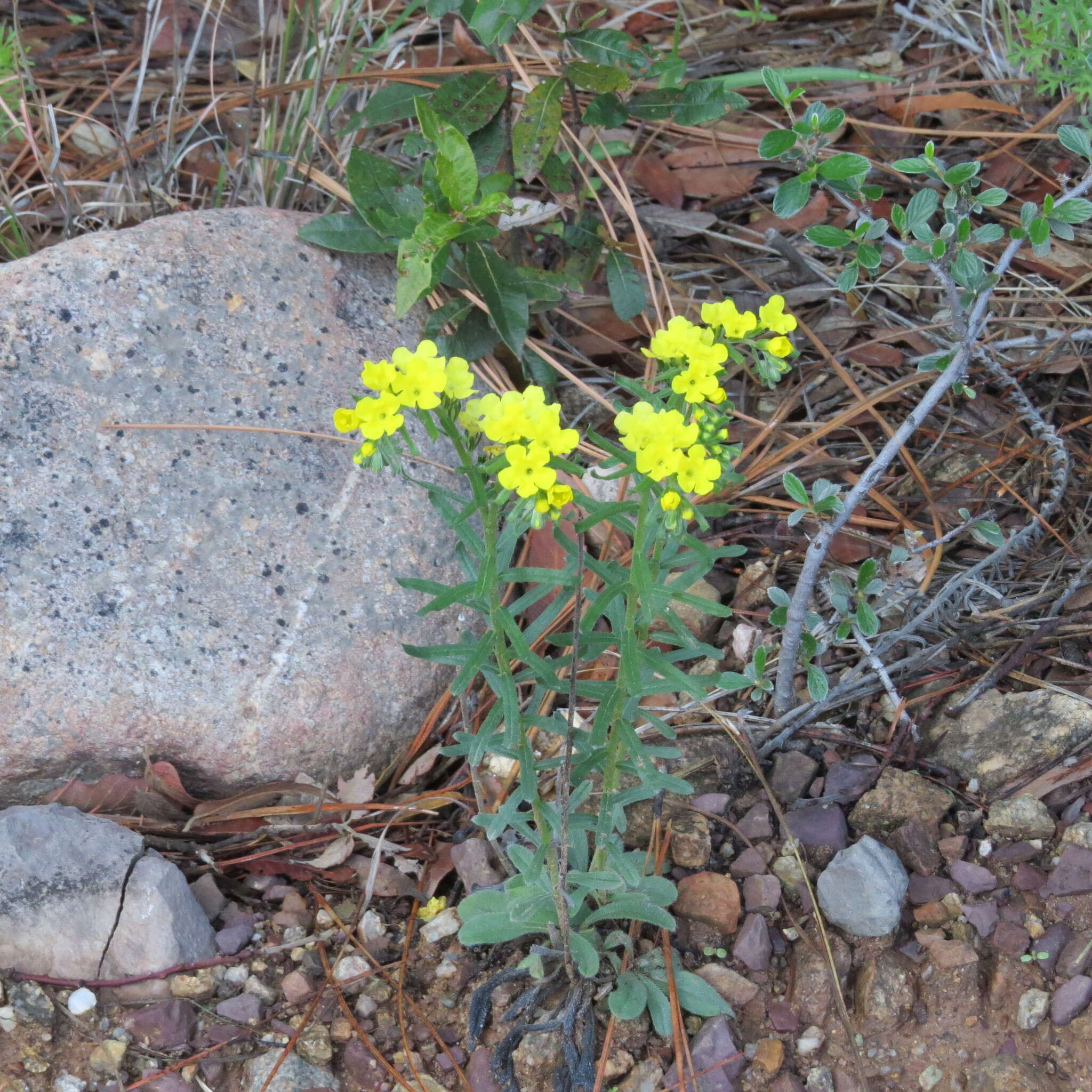 Plancia ëd Lithospermum cobrense Greene