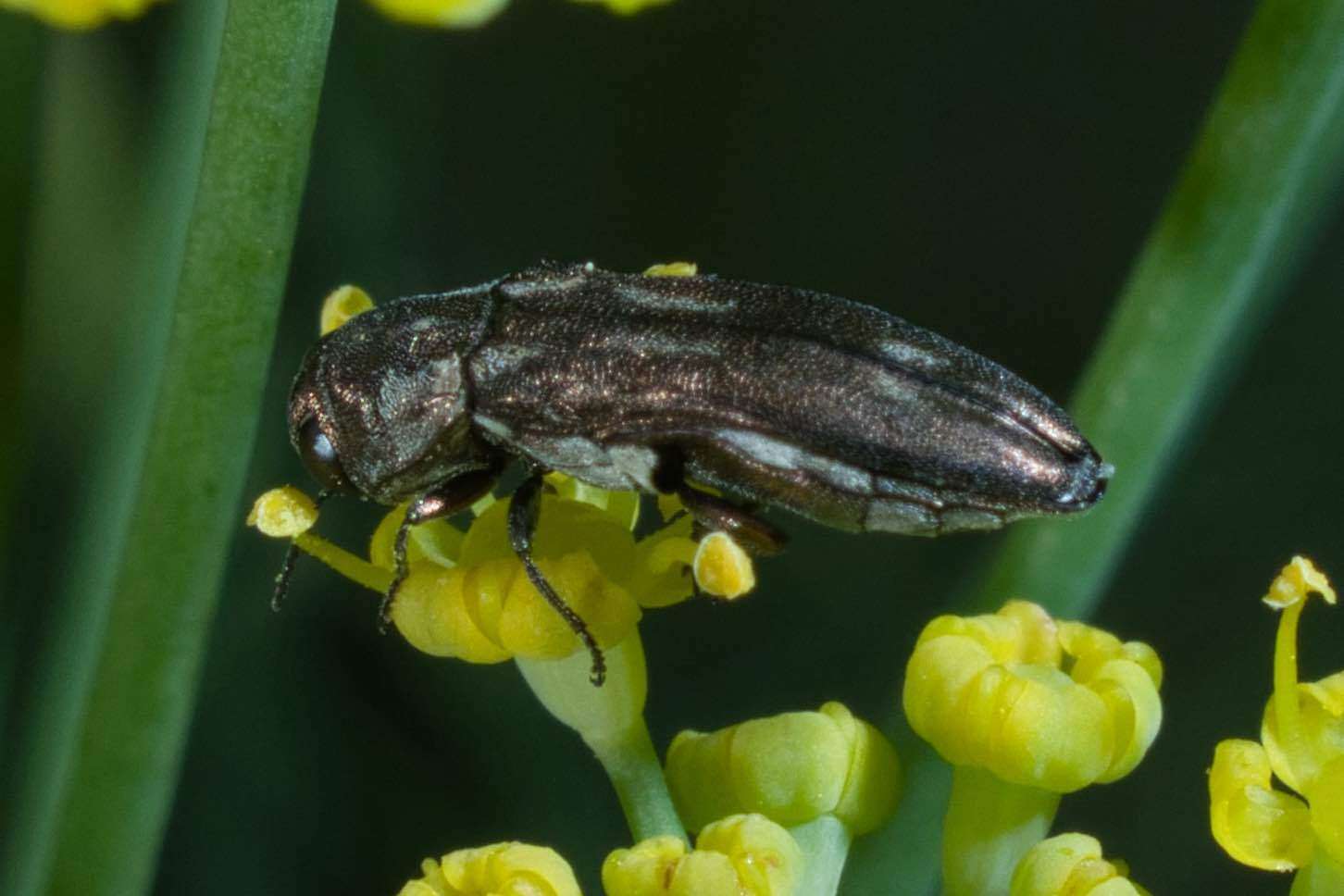 Image of Agrilus addendus Crotch 1873