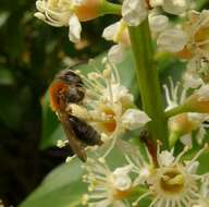 Image of early mining bee