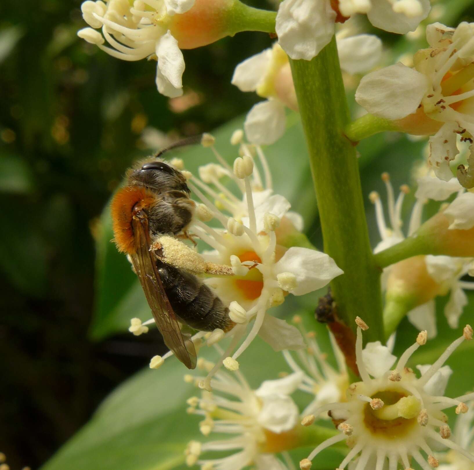 Image of early mining bee