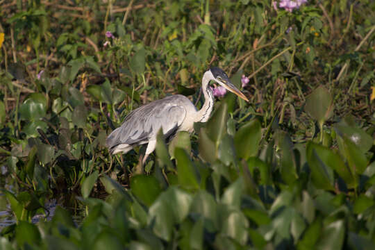 Image of Cocoi Heron