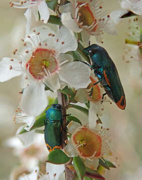 Image of jewel beetles