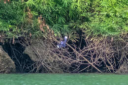 Image of Black-capped Kingfisher