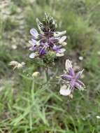 Imagem de Psoralea cyphocalyx A. Gray