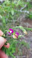 Polygala pubiflora Burch. ex DC.的圖片