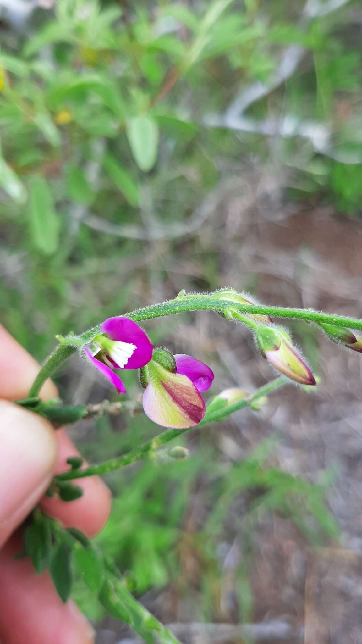 Polygala pubiflora Burch. ex DC.的圖片