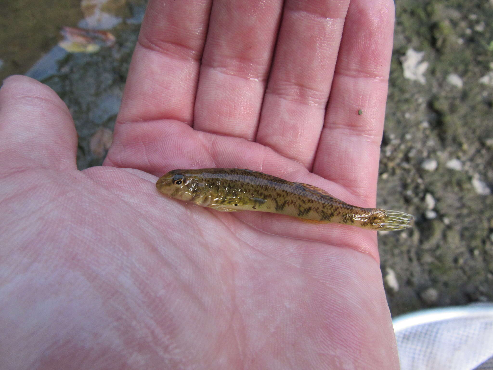 Imagem de Etheostoma blennioides Rafinesque 1819