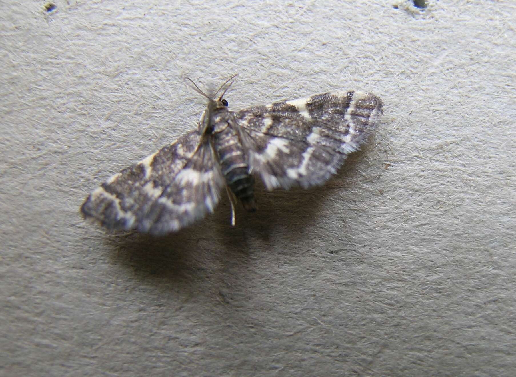 Image of Yellow-spotted Webworm Moth