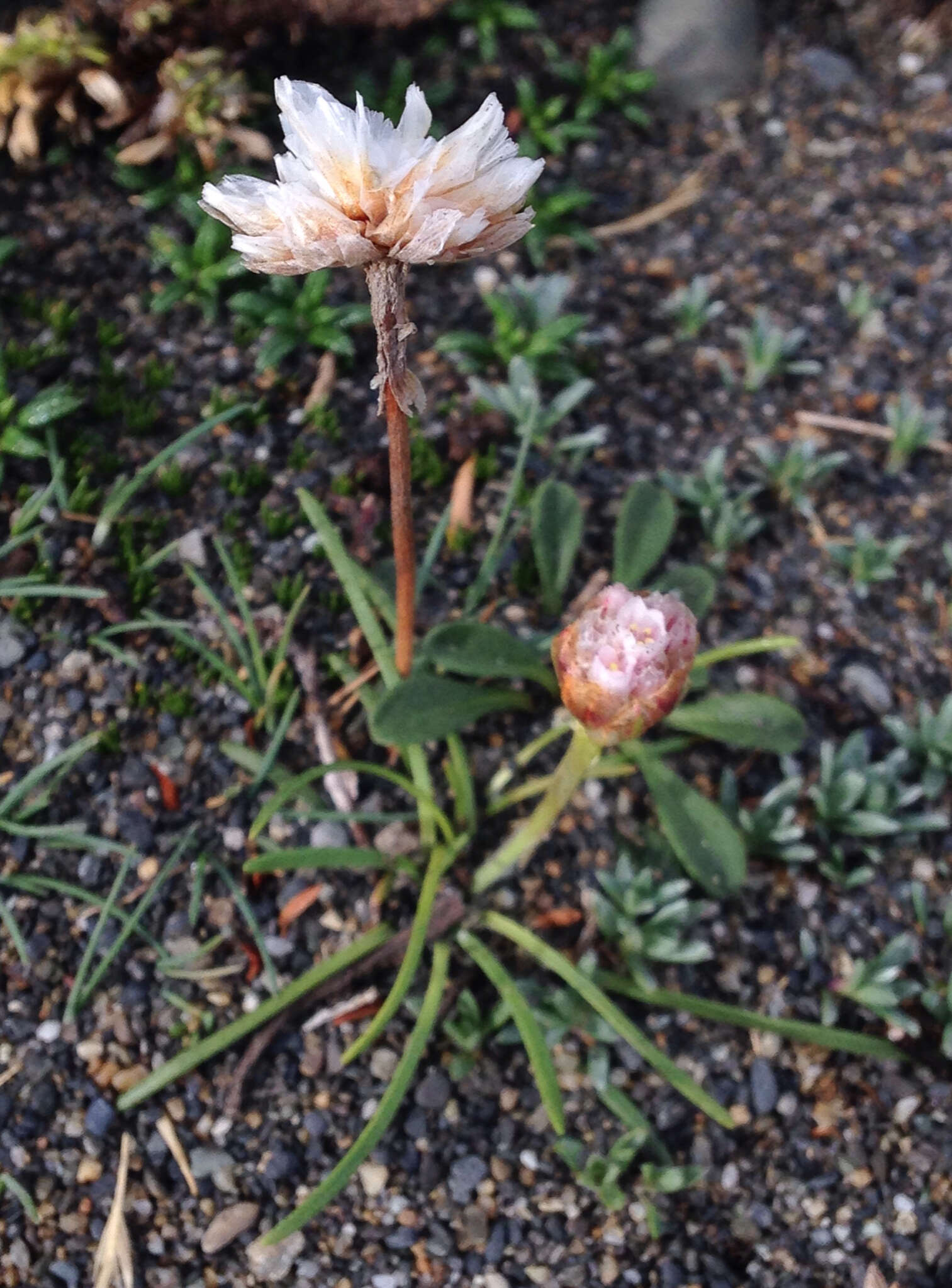 Image of Armeria maritima subsp. andina (Poeppig ex Boiss.) D. M. Moore & Yates