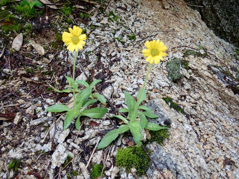 Sivun <i>Arnica unalaschcensis</i> var. <i>tschonoskyi</i> kuva