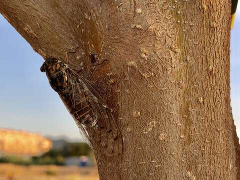 Image of Cicada orni Linnaeus 1758