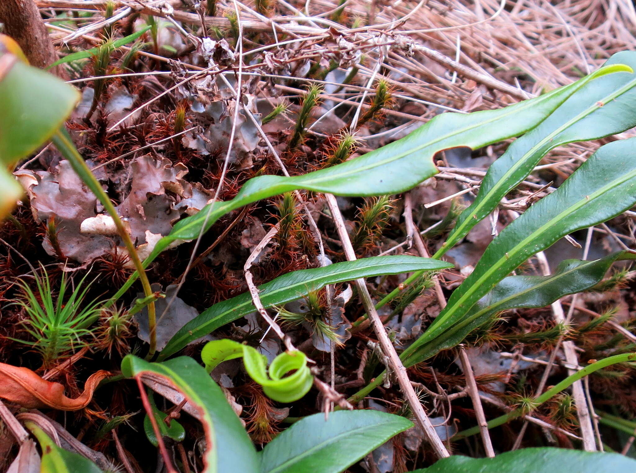 Elaphoglossum acrostichoides (Hook. & Grev.) Schelpe resmi