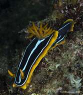 Image of Kuiter's black white orange slug