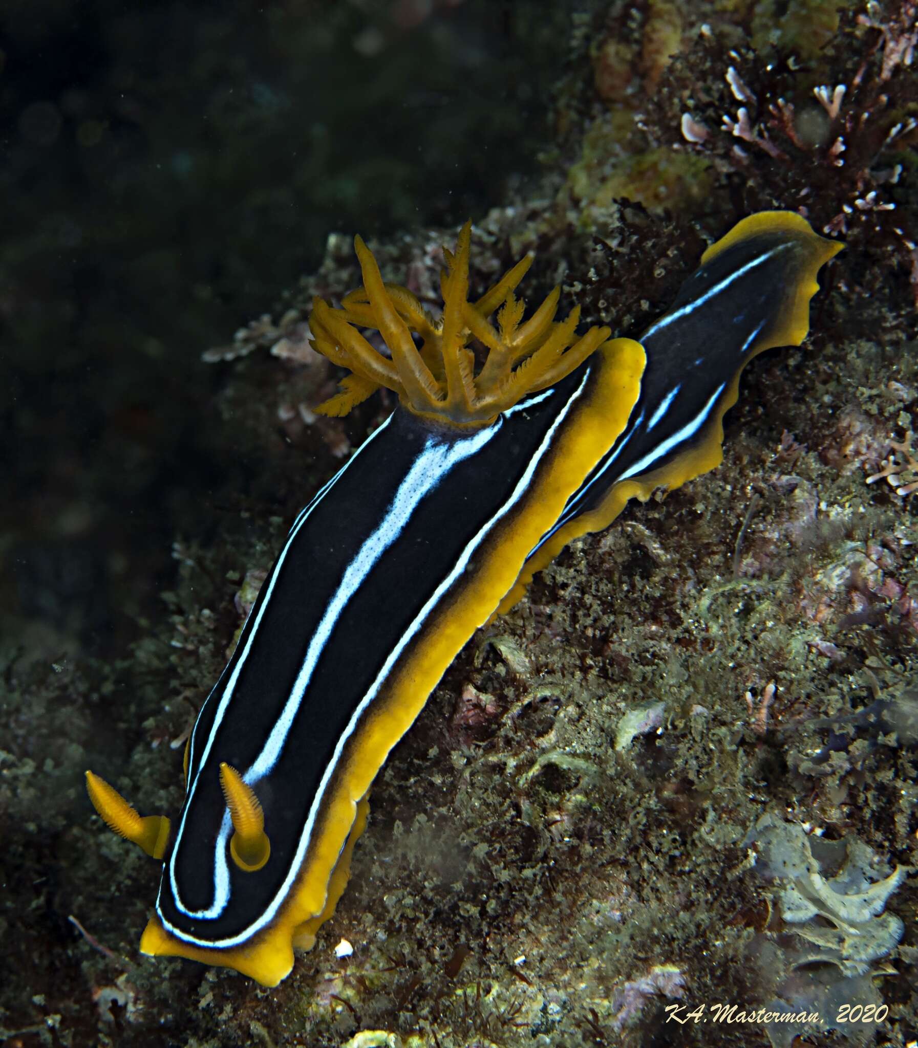 Image of Kuiter's black white orange slug