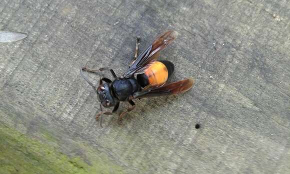 Слика од Vespa affinis (Linnaeus 1764)