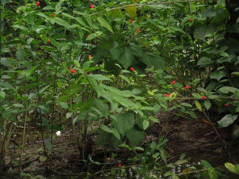 Image of wax mallow