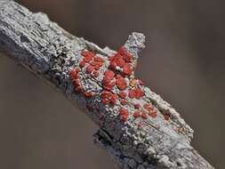 Image of Ramboldia russula (Ach.) Kalb, Lumbsch & Elix