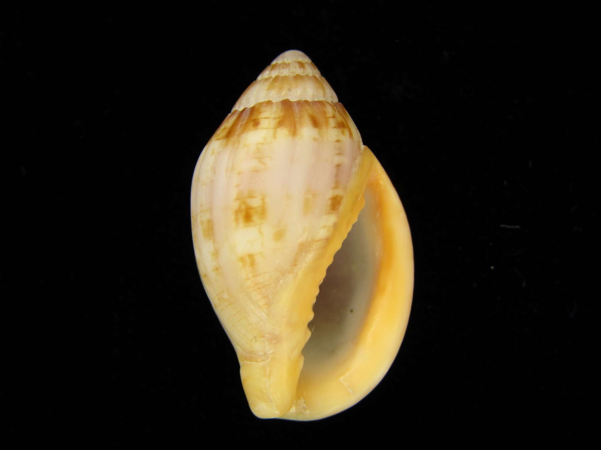 Image of Lyria cassidula (Reeve 1849)