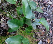 Image of Knowltonia vesicatoria subsp. vesicatoria
