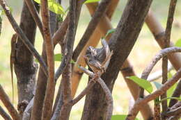 Image of Brown Prinia