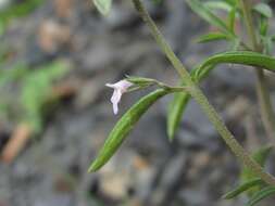 Image of summer savory