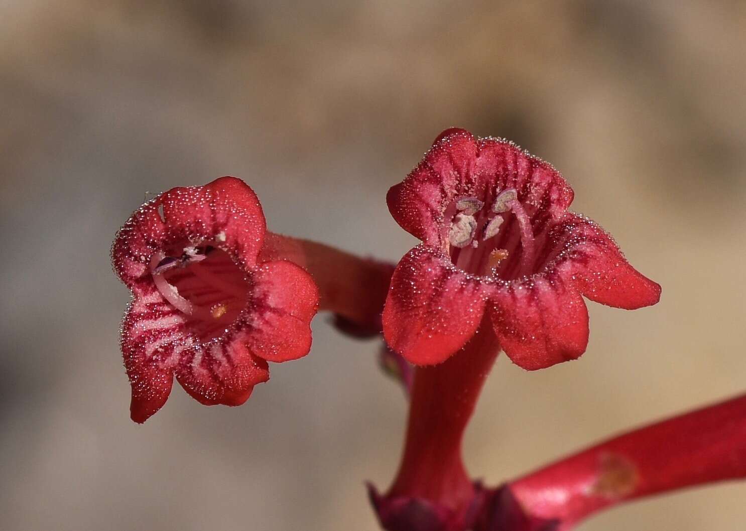 Image of Utah penstemon