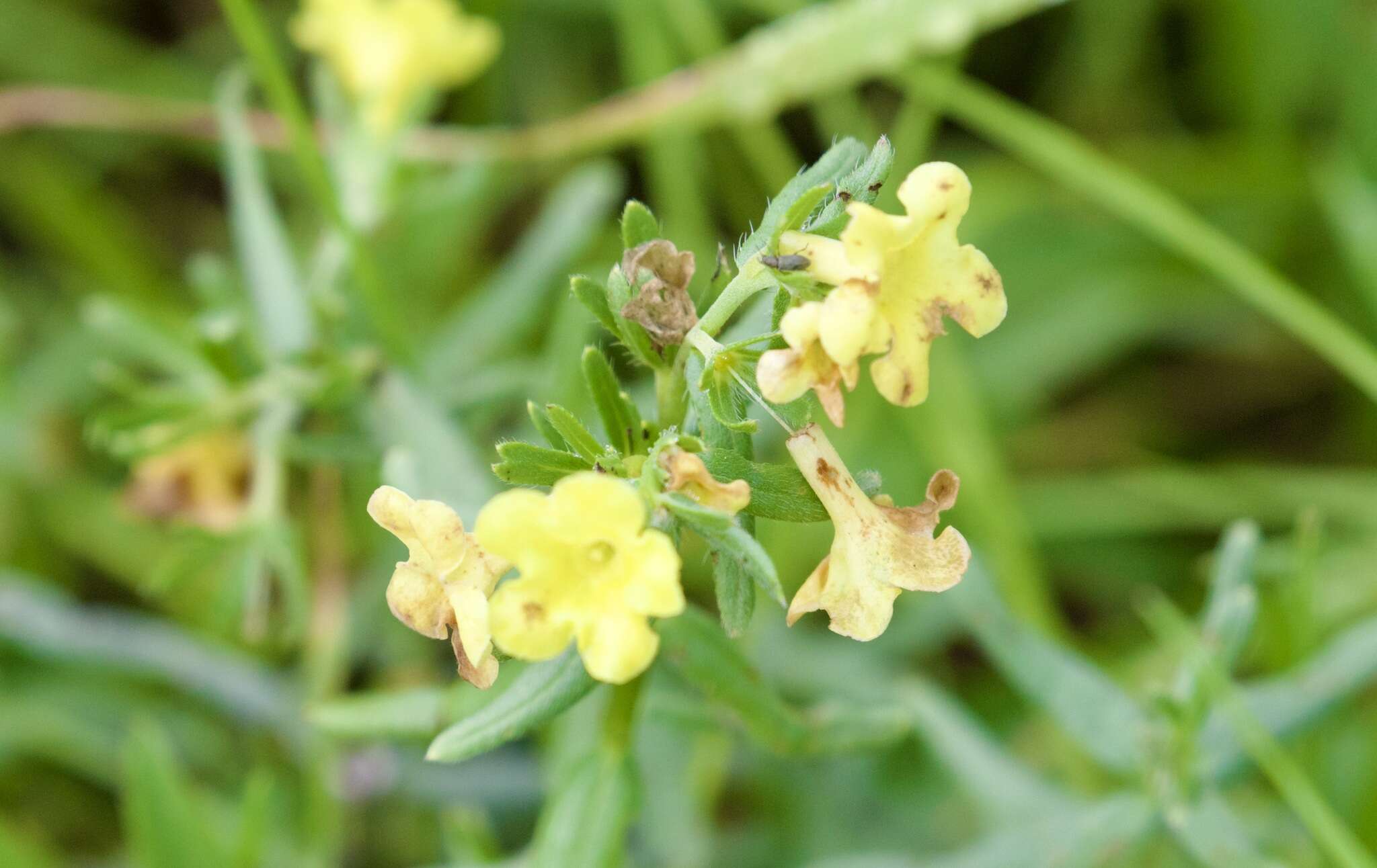 Plancia ëd Lithospermum cobrense Greene