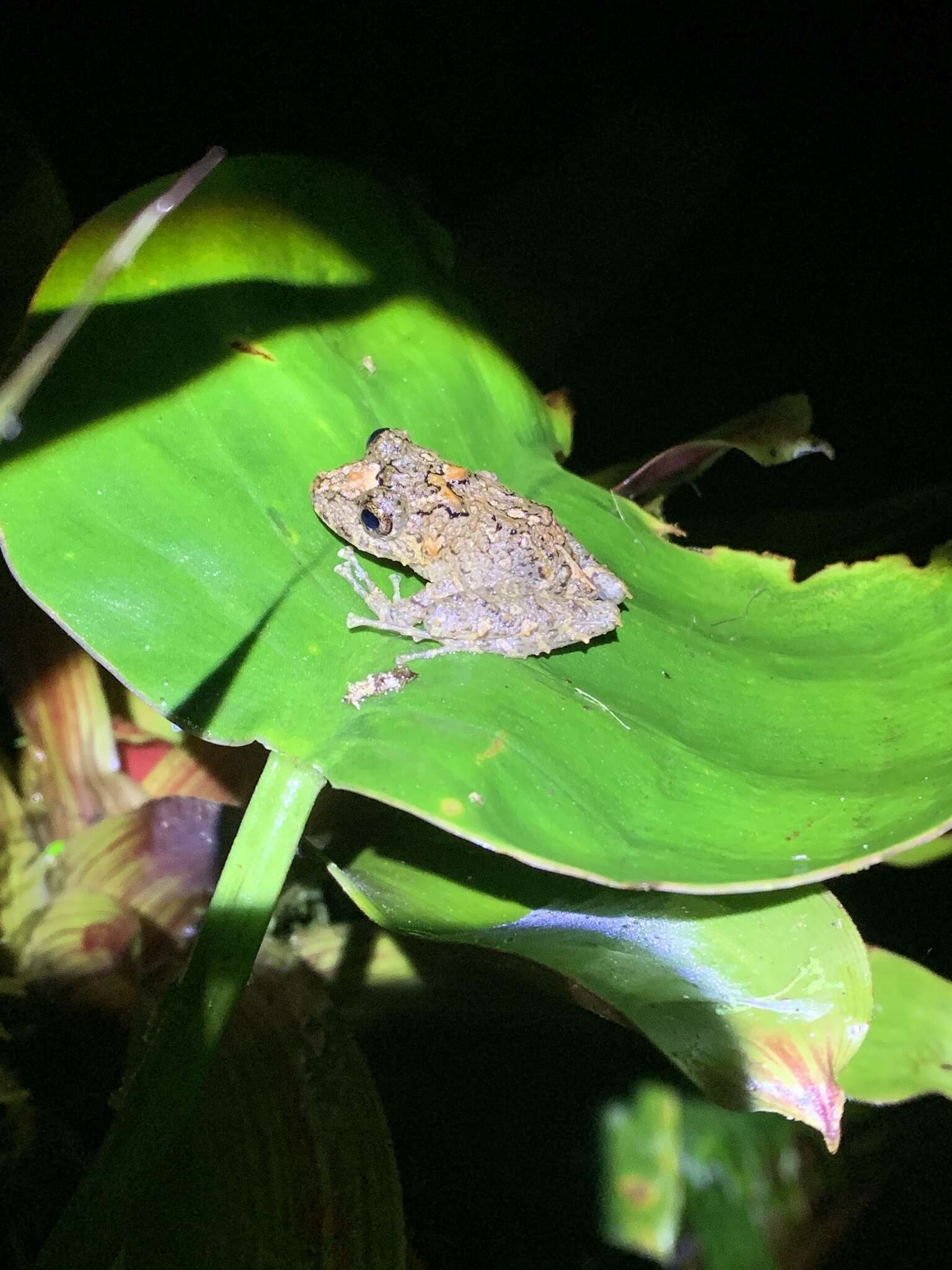 Image of Pristimantis labiosus (Lynch, Ruiz-Carranza & Ardila-Robayo 1994)