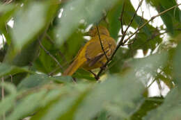 Image of Northern Golden Bulbul