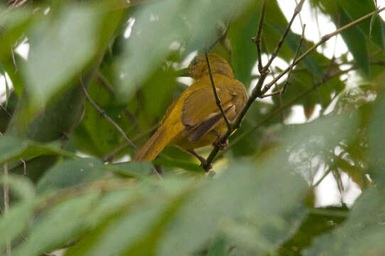 Image of Northern Golden Bulbul