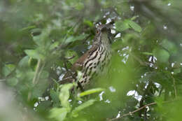 Image of Long-billed Thrasher