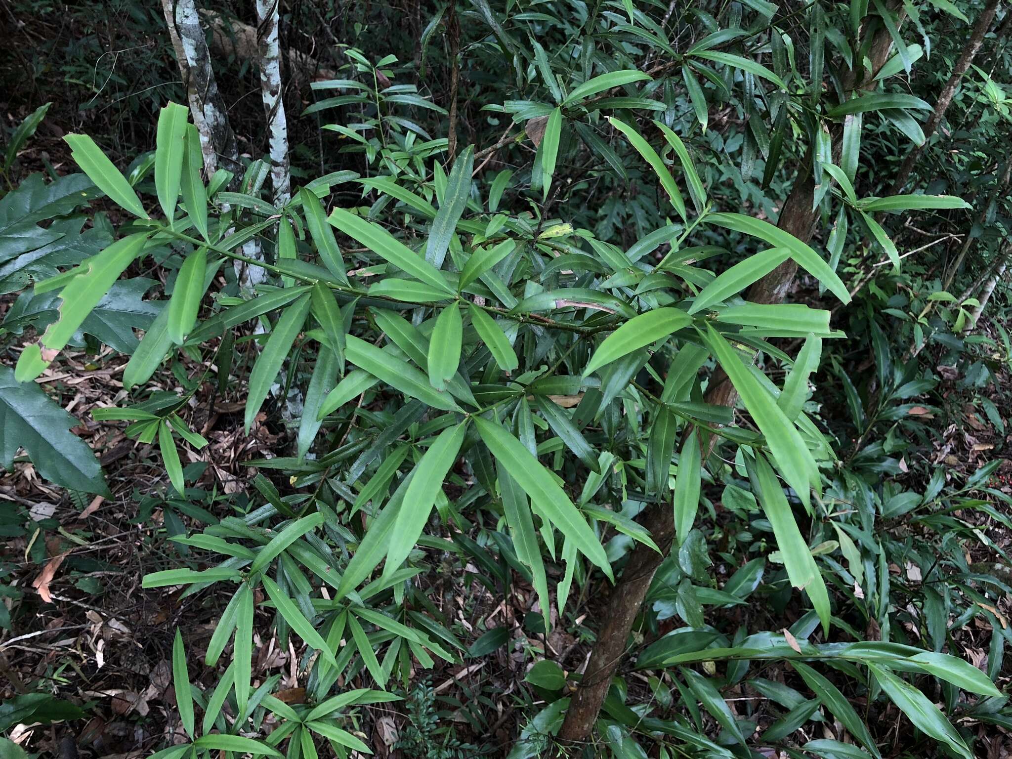 Image of Nakai podocarp