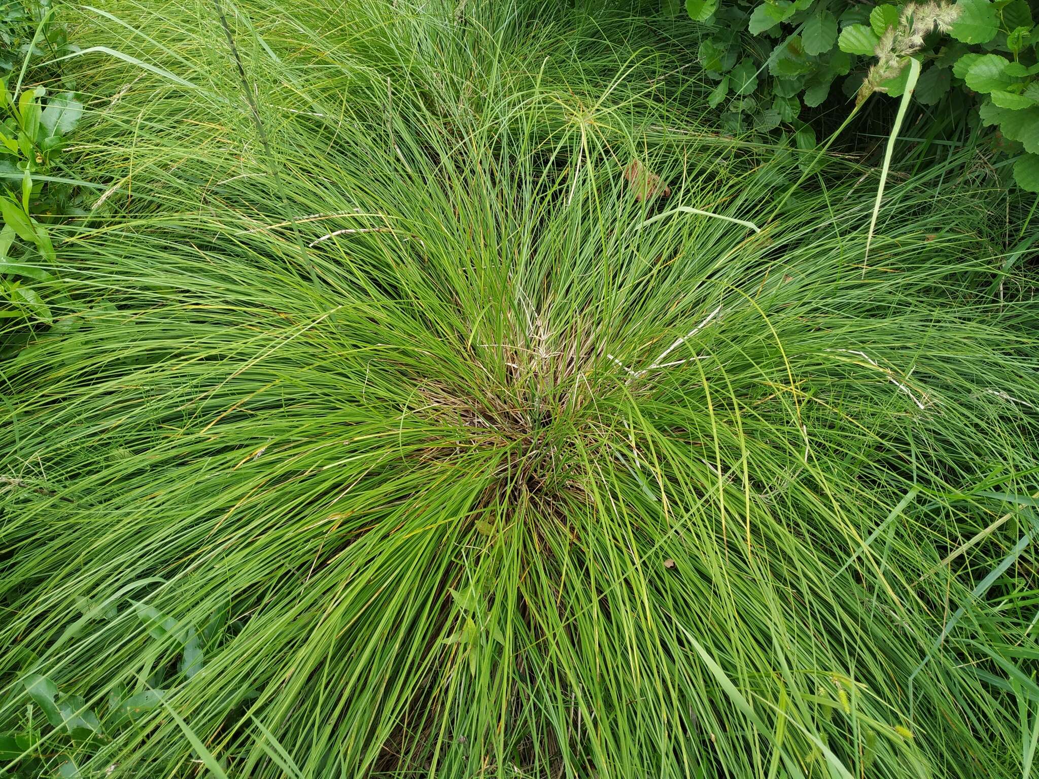 Image of fibrous tussock-sedge