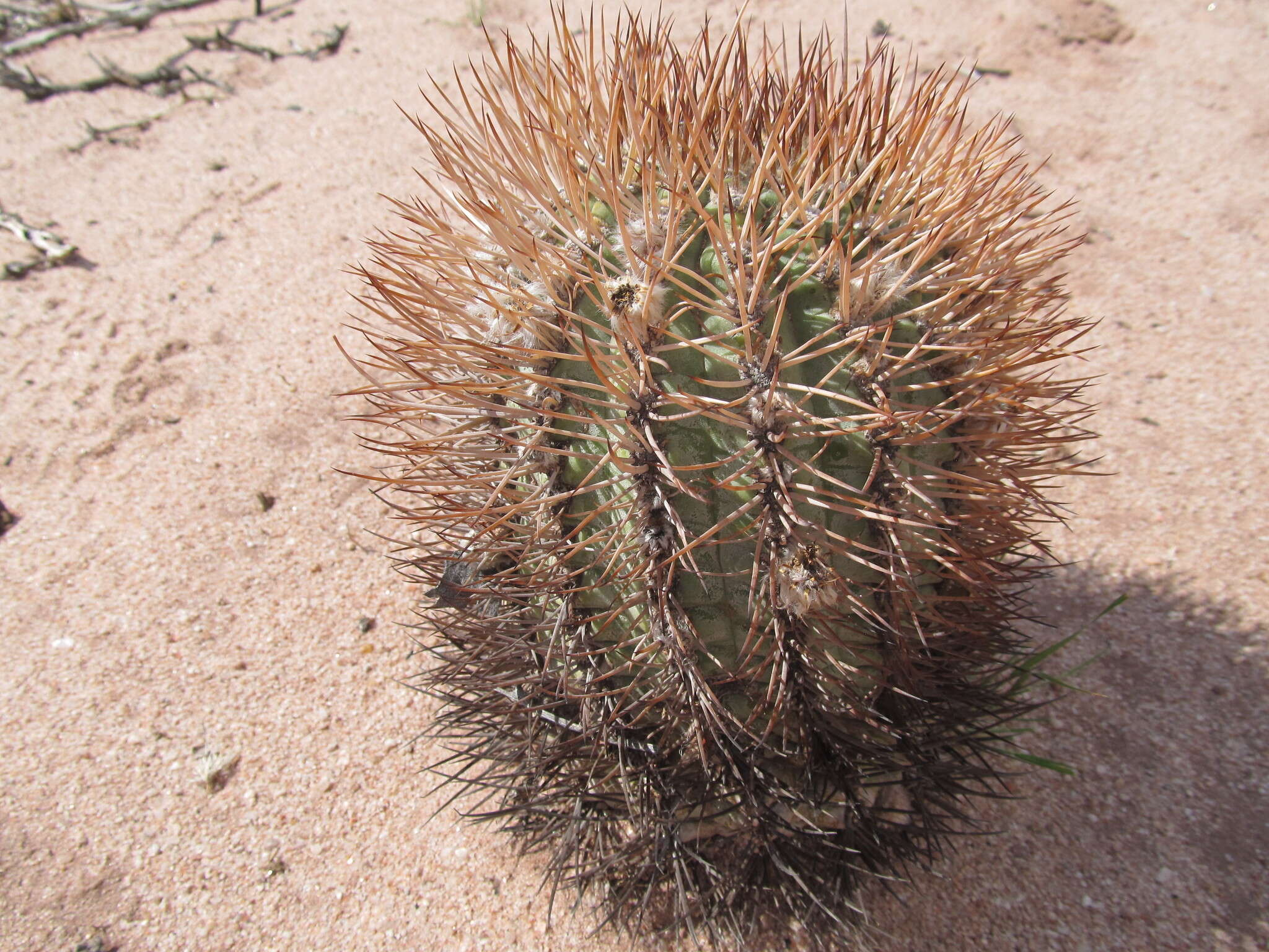 Imagem de Echinopsis thionantha (Speg.) Werderm.