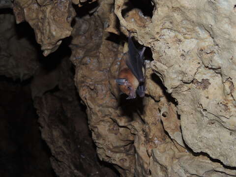 Image of Orange Nectar Bat