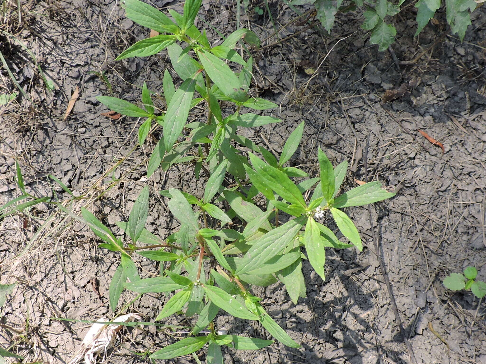 Image of Smooth False Buttonweed