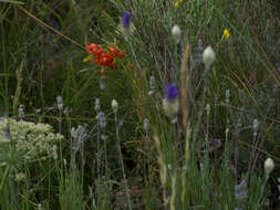 Image of Lilium pomponium L.