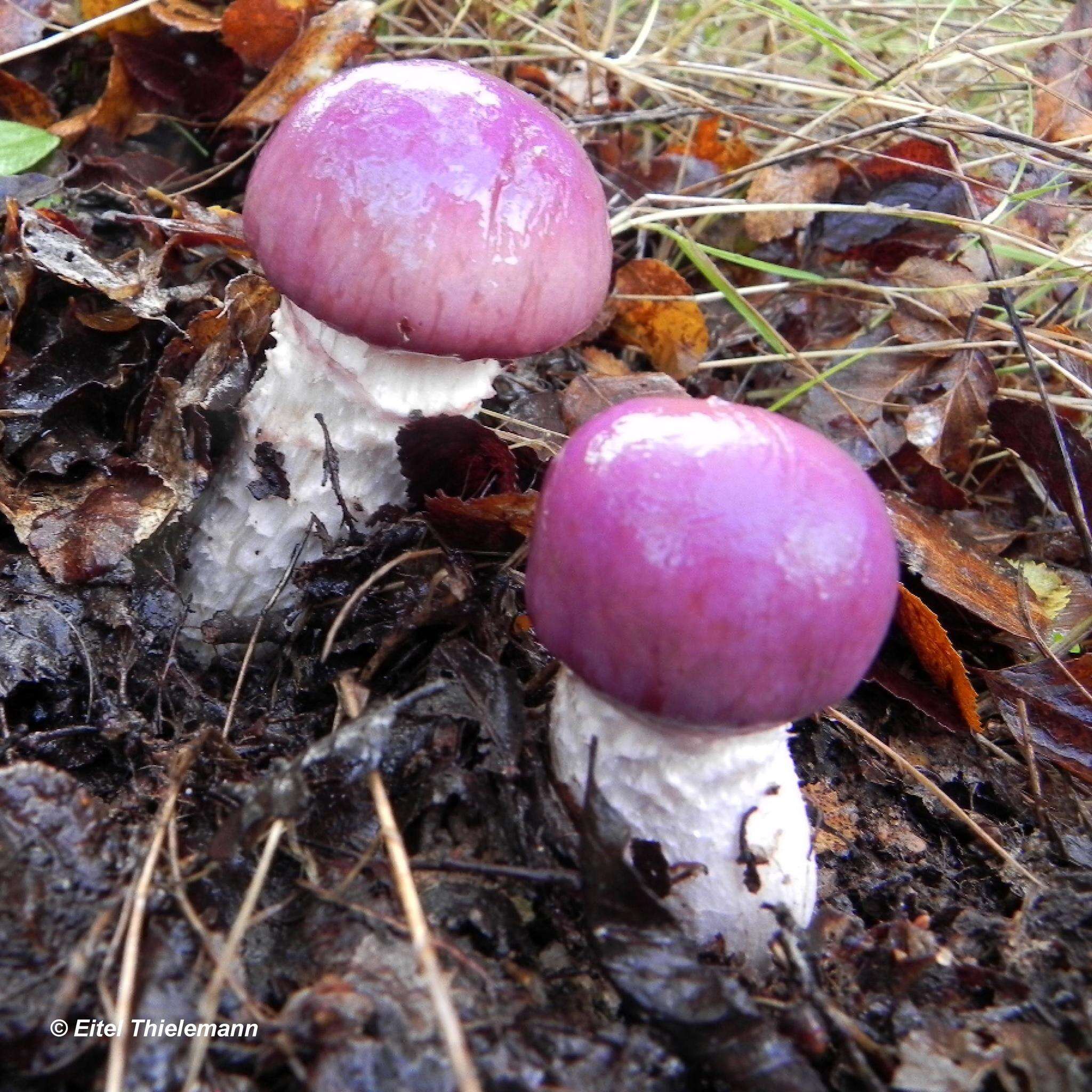 Image of Cortinarius lebre Garrido 1988