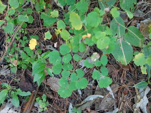 Thalictrum strigillosum Hemsl. resmi