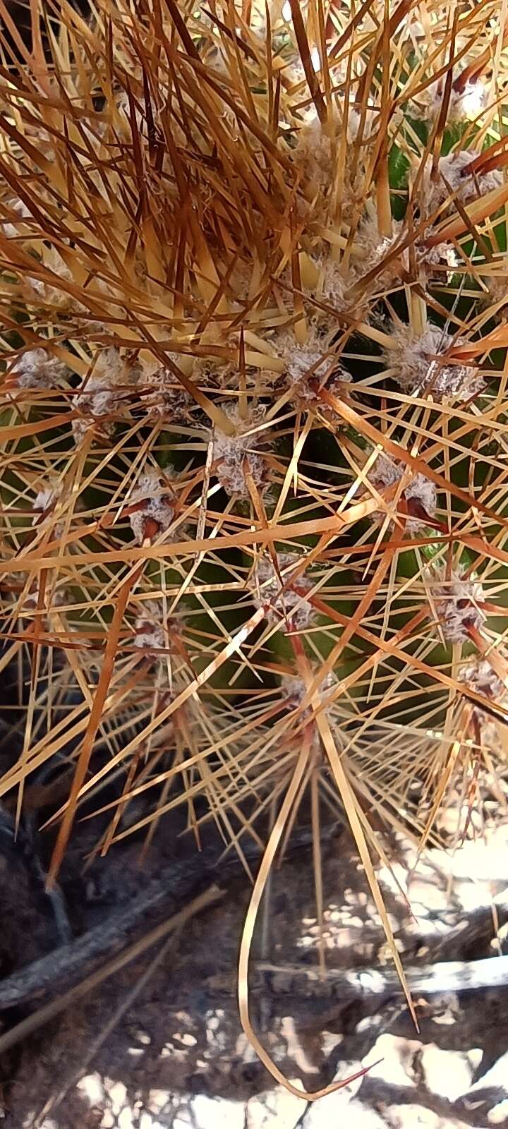 Imagem de Echinopsis tarijensis (Vaupel) H. Friedrich & G. D. Rowley