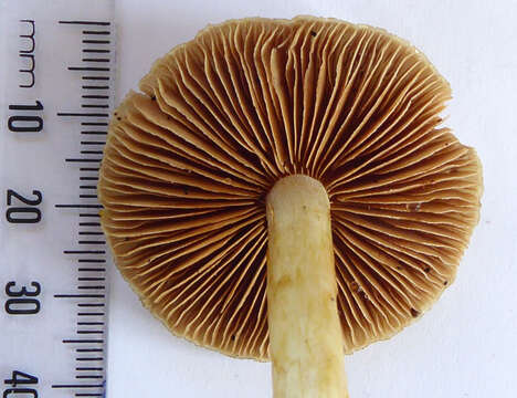 Image of Cortinarius calaisopus Soop 2013